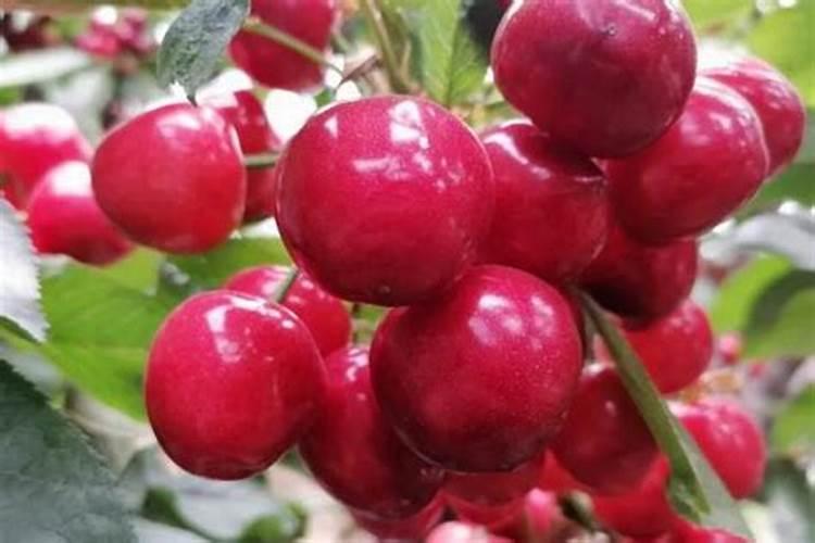 大樱桃什么施肥