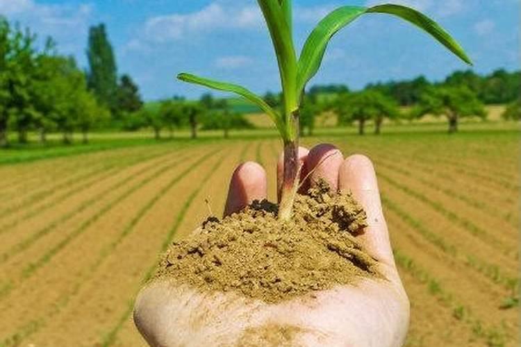 大田作物轮作换茬的好处 轮作是什么意思