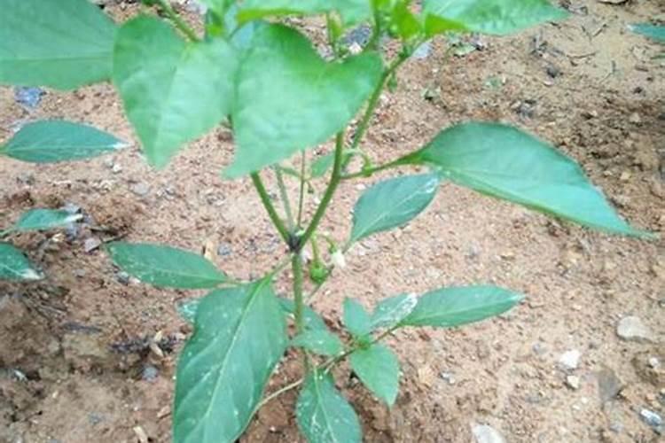 玉米棒子拉长什么药效果好