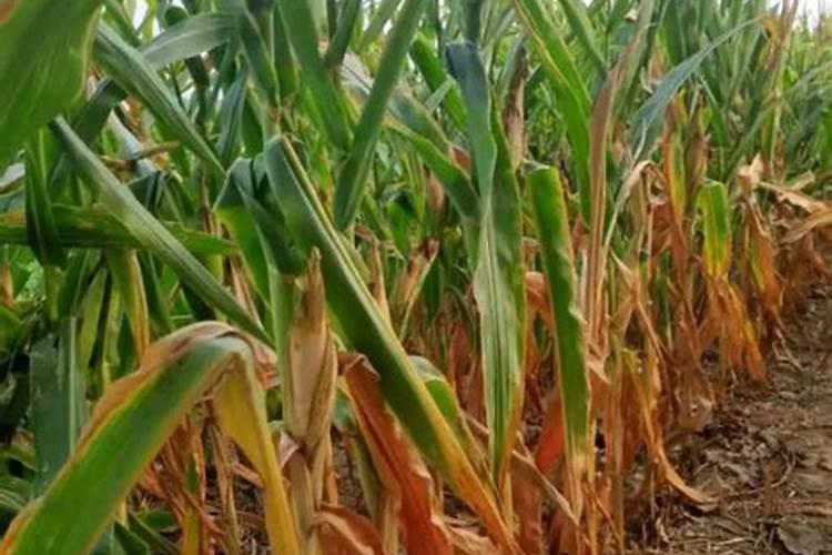 玉米缺肥症状是什么？如何矫正玉米缺肥？
