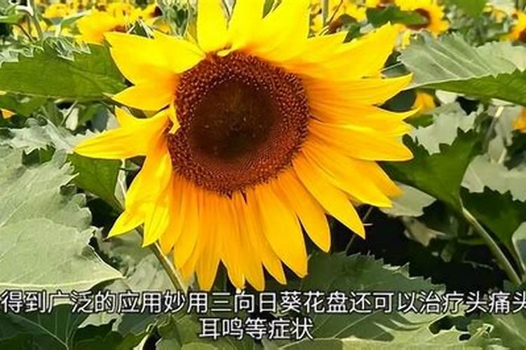 樱桃的种类有哪些