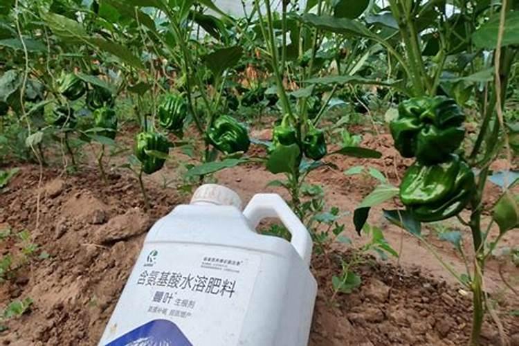 甘蓝用什么水溶肥料好？