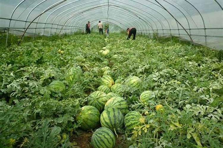 富过磷酸钙作用及用途