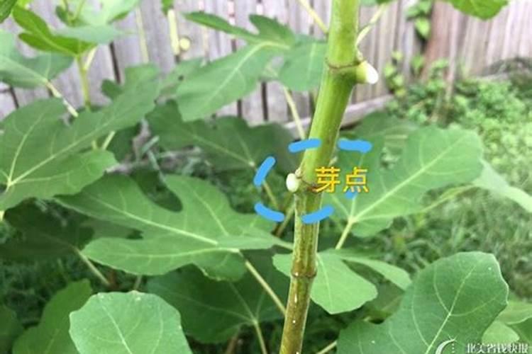 扦插的无花果什么时候可以移栽