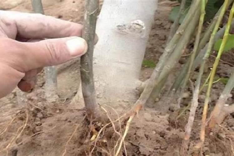 无花果施什么肥料最好