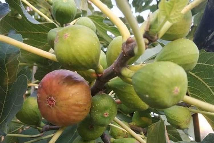 无花果移栽最佳月份无花果移栽最佳月份是几月