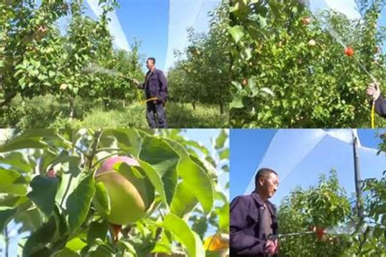 水养的绿萝水里要加什么才长得好？