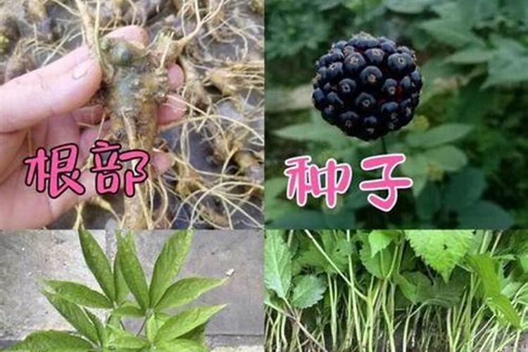 竹节参种植技术和效益