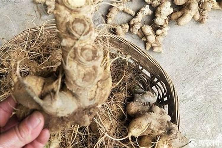 竹节参种子怎么种植