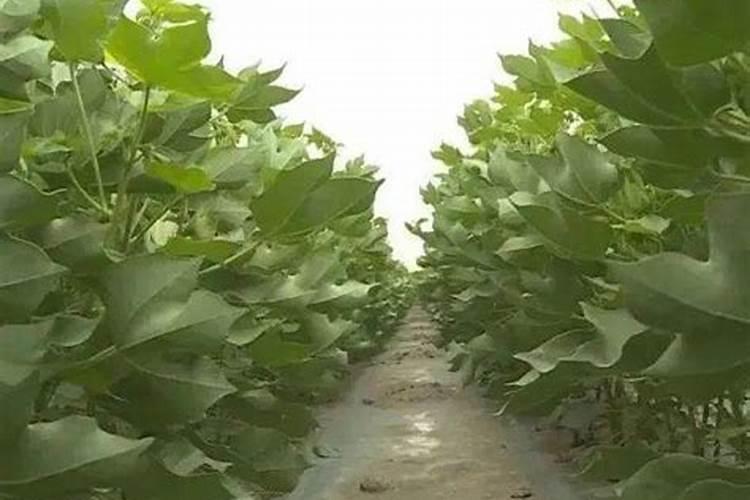 棉花每个生长周期的施肥方案 施肥用一铵还是用二铵