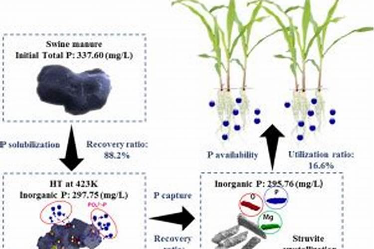 鸟粪怎样腐熟做肥料呢