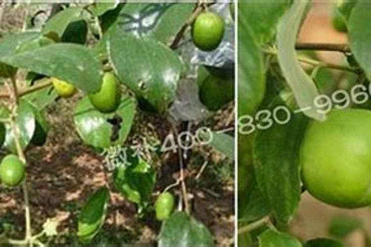 青枣高产施肥技巧 青枣应该怎么施肥