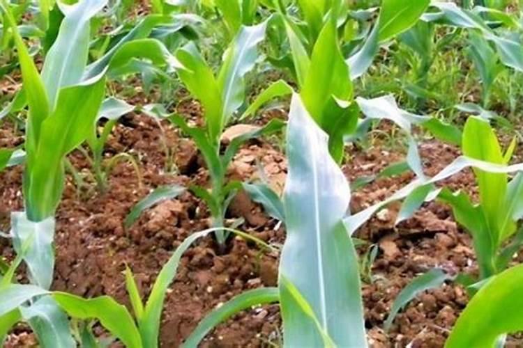 大量元素水溶肥料执行标准