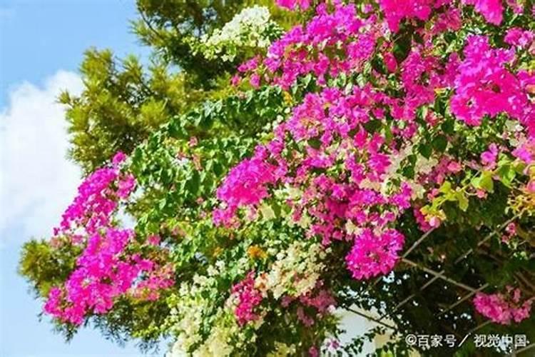 落花结角的油菜能不能打多菌灵？