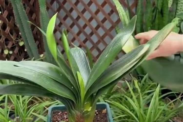 有机肥氮磷钾含量表,总养分怎么算