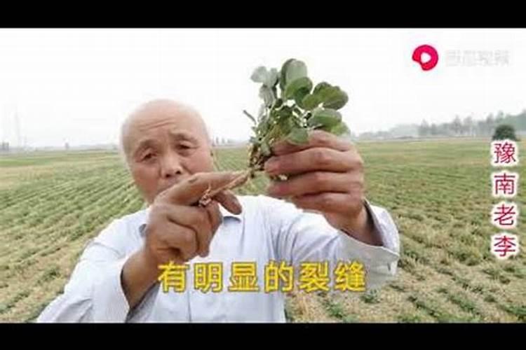 花生需要打叶面肥吗