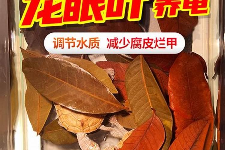 “白龟”养护指南,能把白锦龟背竹养好,那养啥热植都手到擒来!百度知...