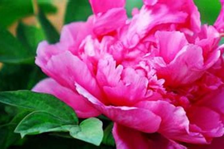 烤烟氮肥过多不落黄剥皮有用吗？