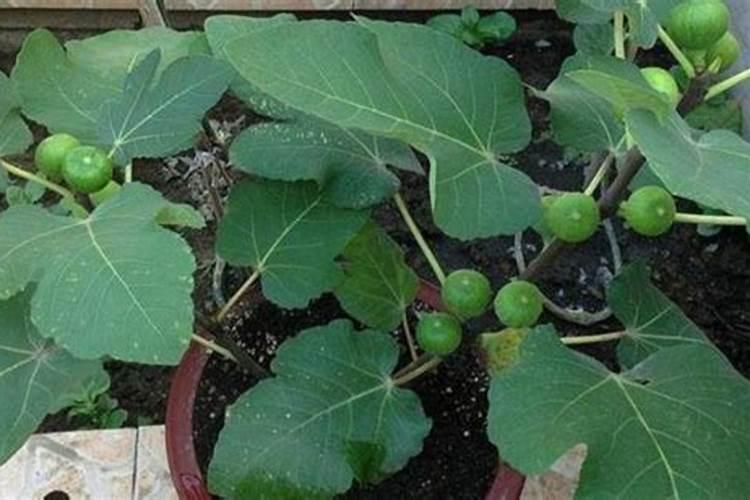 呕有机肥是不是时间越长越好？比如用黄豆,让它发酵3年以上。。。百度知...