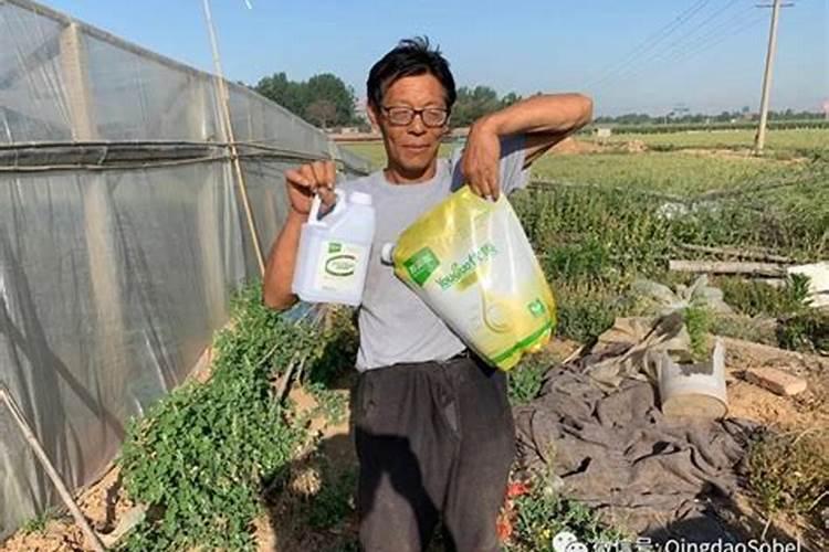 芋头的施肥时间 芋头什么时候施肥