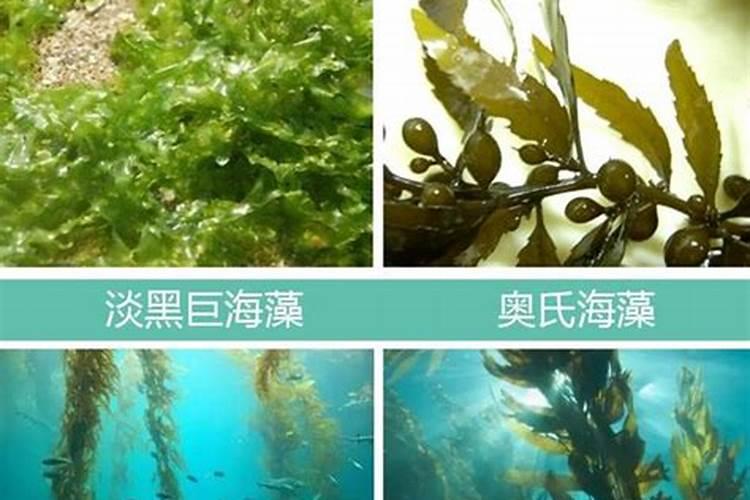 海藻肥属于什么肥料 附使用方法