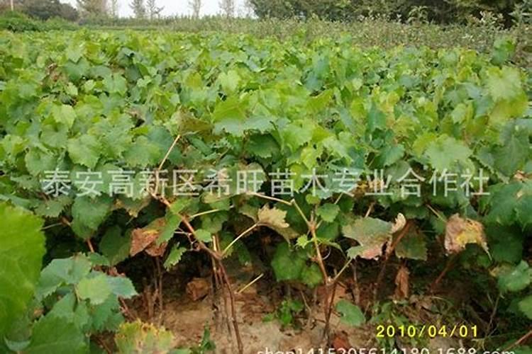 葡萄打什么叶面肥上色快