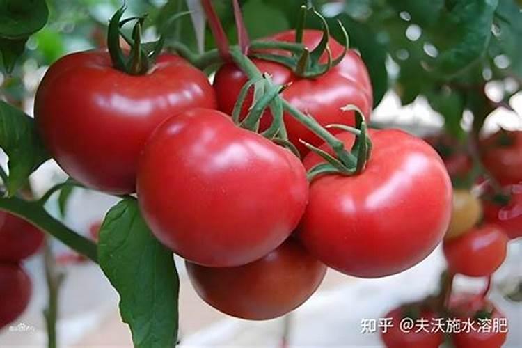 小麦追肥的最佳时期在什么时候