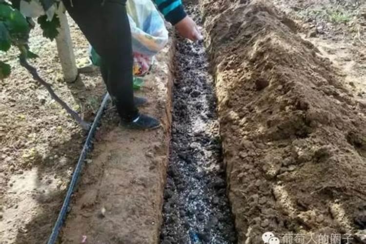 南方红豆杉喜欢什么肥