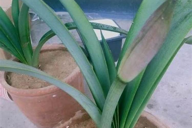 小麦喜欢硫酸钾还是氯化钾 小麦肥害的症状