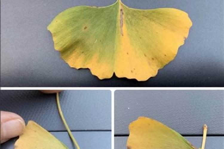 水溶肥排名前十位的有哪些品牌