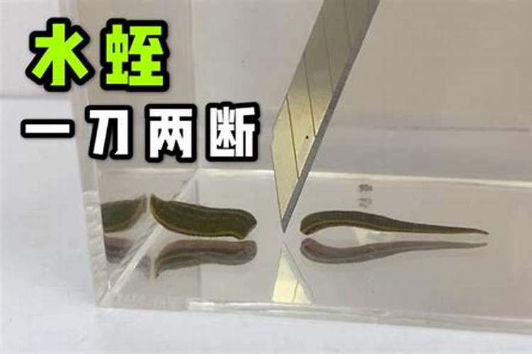 种植西红柿营养液的配方