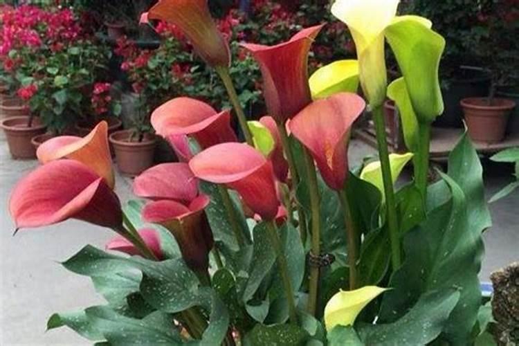 马蹄莲浇水时间 浇水的正确方法和注意事项