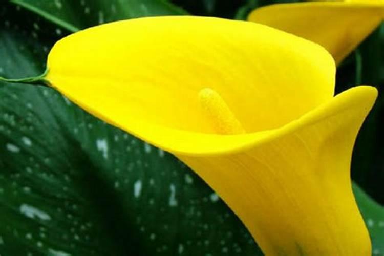 马蹄莲叶子发黄怎么办,五个步骤让它重新恢复生机