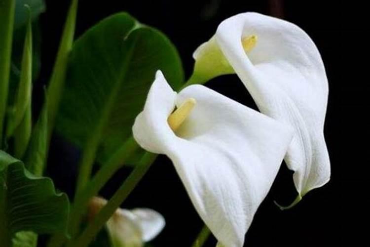 马蹄莲叶子发黄怎么办,五个步骤让它重新恢复生机