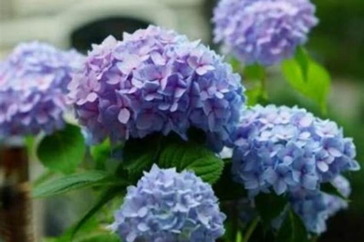 绣球花叶子发黄怎么办叶子发黄的原因及处理办法