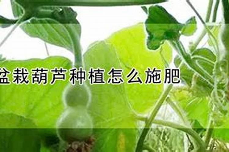 葫芦怎么施肥