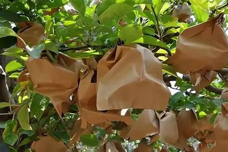 枇杷采收前如何管理