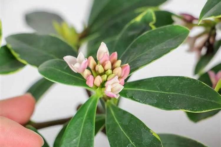 氯氟吡氧乙酸异辛酯冬季零下一度打水花生效果怎么样