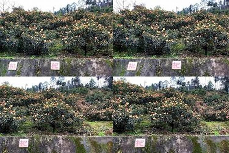 枇杷结果了要施什么肥