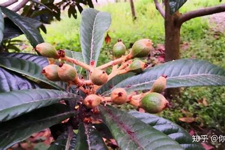 拌花生种子的农药有哪些