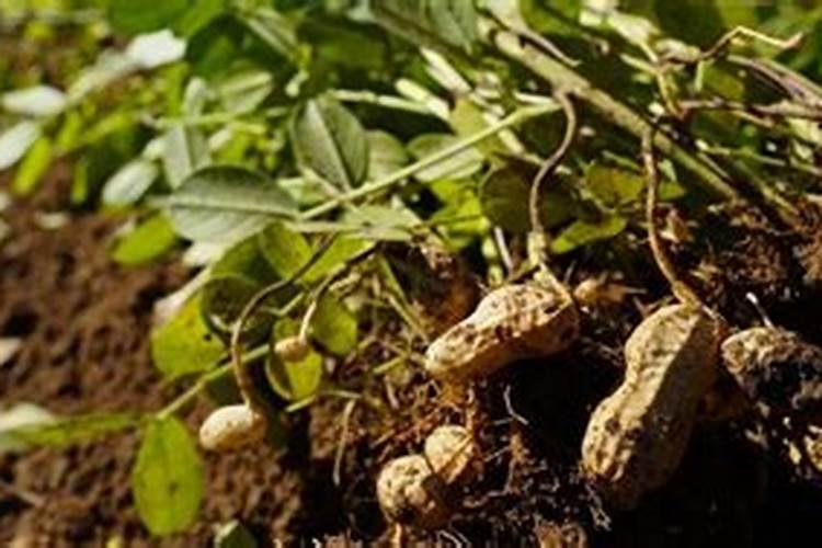 花生叶蕉黄打什么药