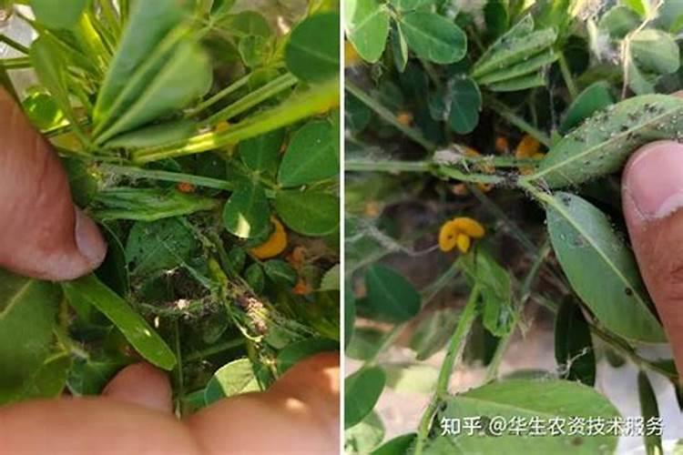 花生叶蕉黄打什么药