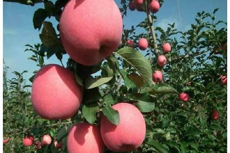 种植怎么能让根生的更猛、茎叶更加粗壮、果实更加饱满？