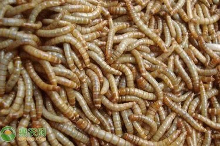 过期的汤臣倍健蛋白质粉妙用有哪些