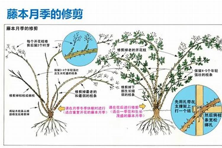 核桃果面黑点最佳解决办法