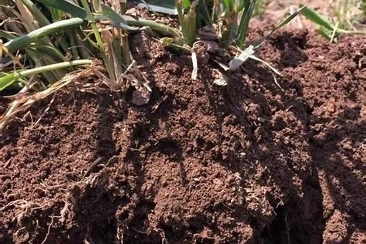 哪种粪对土豆最好