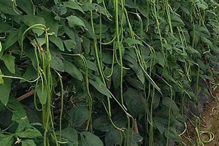 促进开花的肥料促开花需什么肥