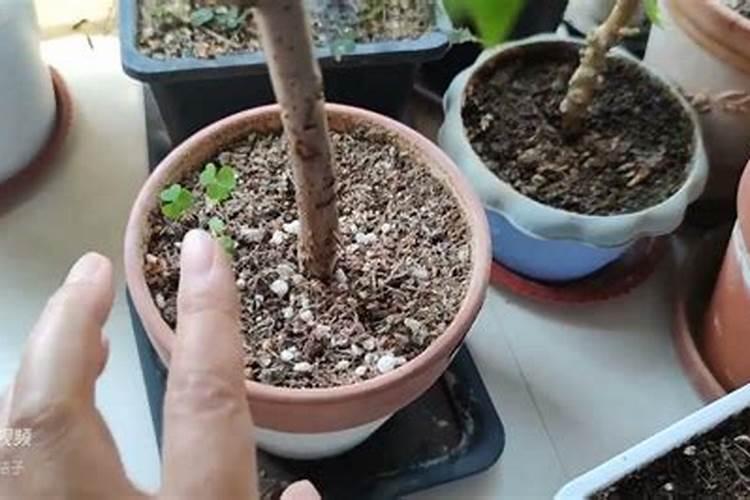 银杏树小苗施肥时间