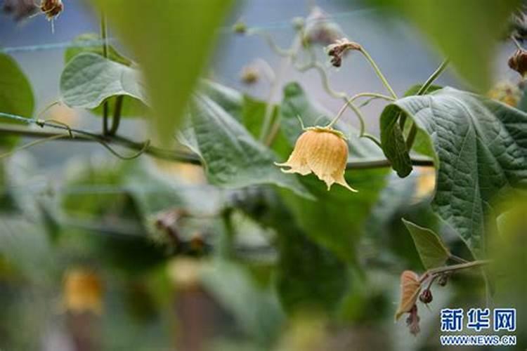 罗汉果施肥注意事项及方法 罗汉果施肥注意事项及方法介绍