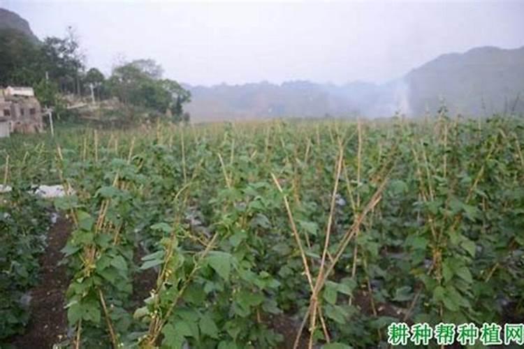 芸豆结荚期施什么肥